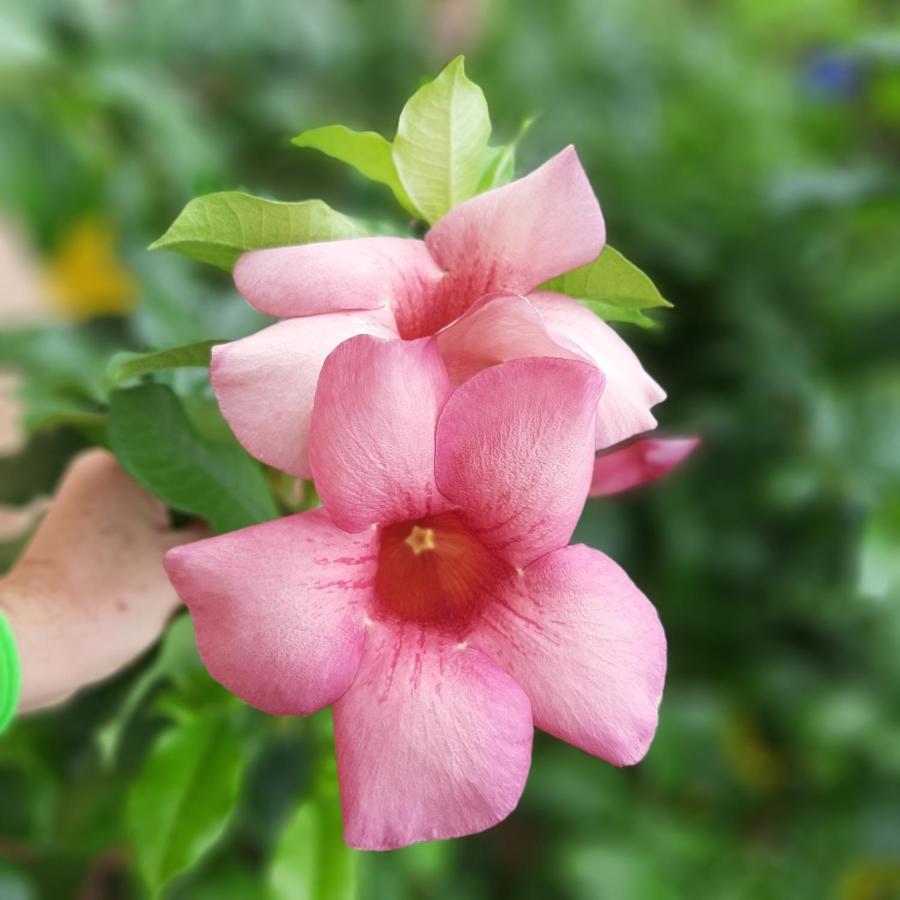 Manga Rosa Hospedagem Canoa Quebrada Exteriör bild