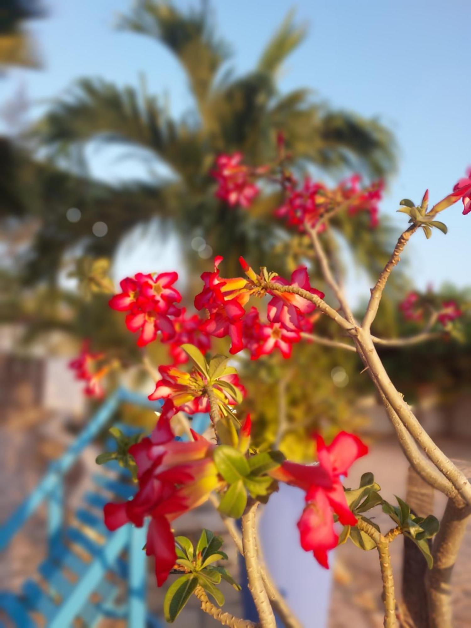 Manga Rosa Hospedagem Canoa Quebrada Exteriör bild