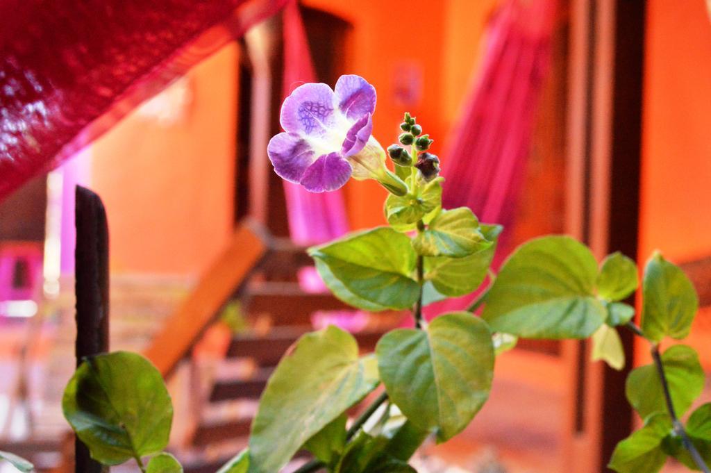 Manga Rosa Hospedagem Canoa Quebrada Exteriör bild